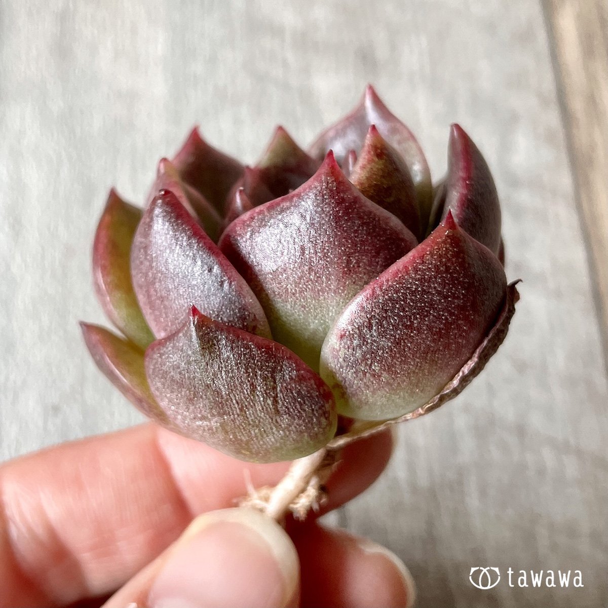 ＊新入荷＊　ブラッドマリア - 多肉植物の通販・販売サイト tawawa
