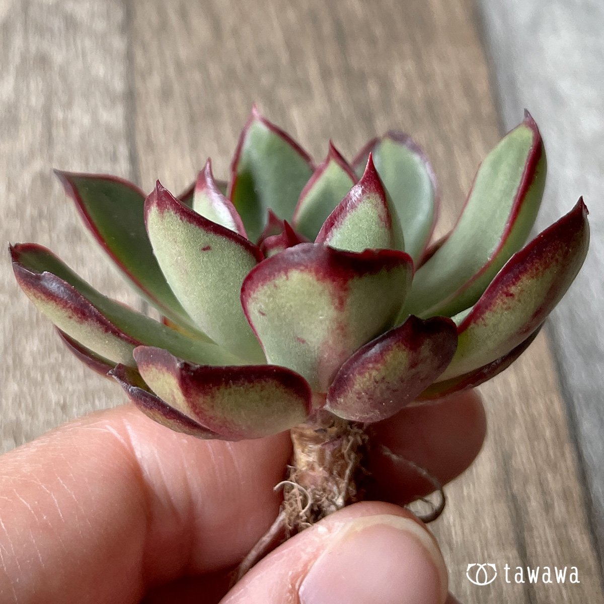 ＊新入荷＊　ロンギニ - 多肉植物の通販・販売サイト tawawa