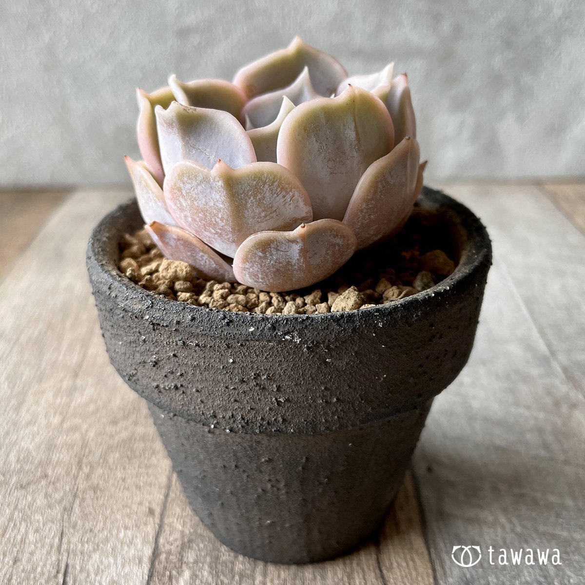 ＊新入荷＊　リラシナ　 - 多肉植物の通販・販売サイト tawawa