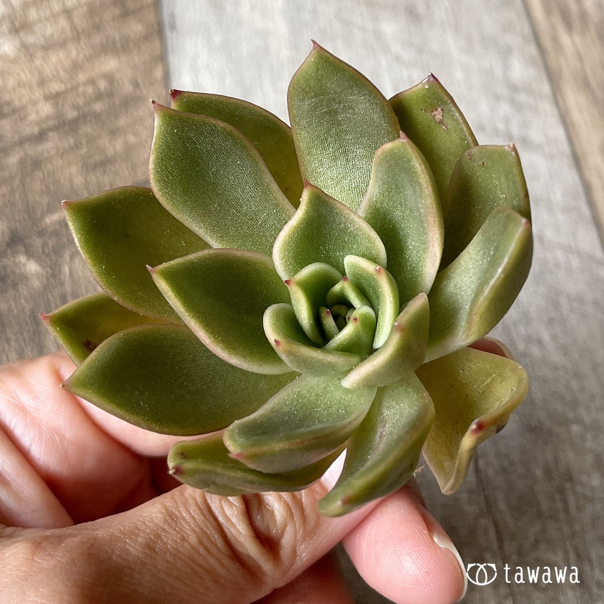 ＊新入荷＊　ウォルシャー - 多肉植物の通販・販売サイト tawawa