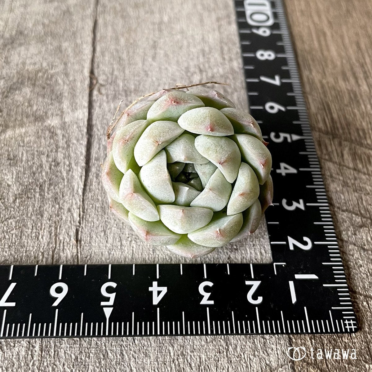 ＊新入荷＊　アルバ② - 多肉植物の通販・販売サイト tawawa