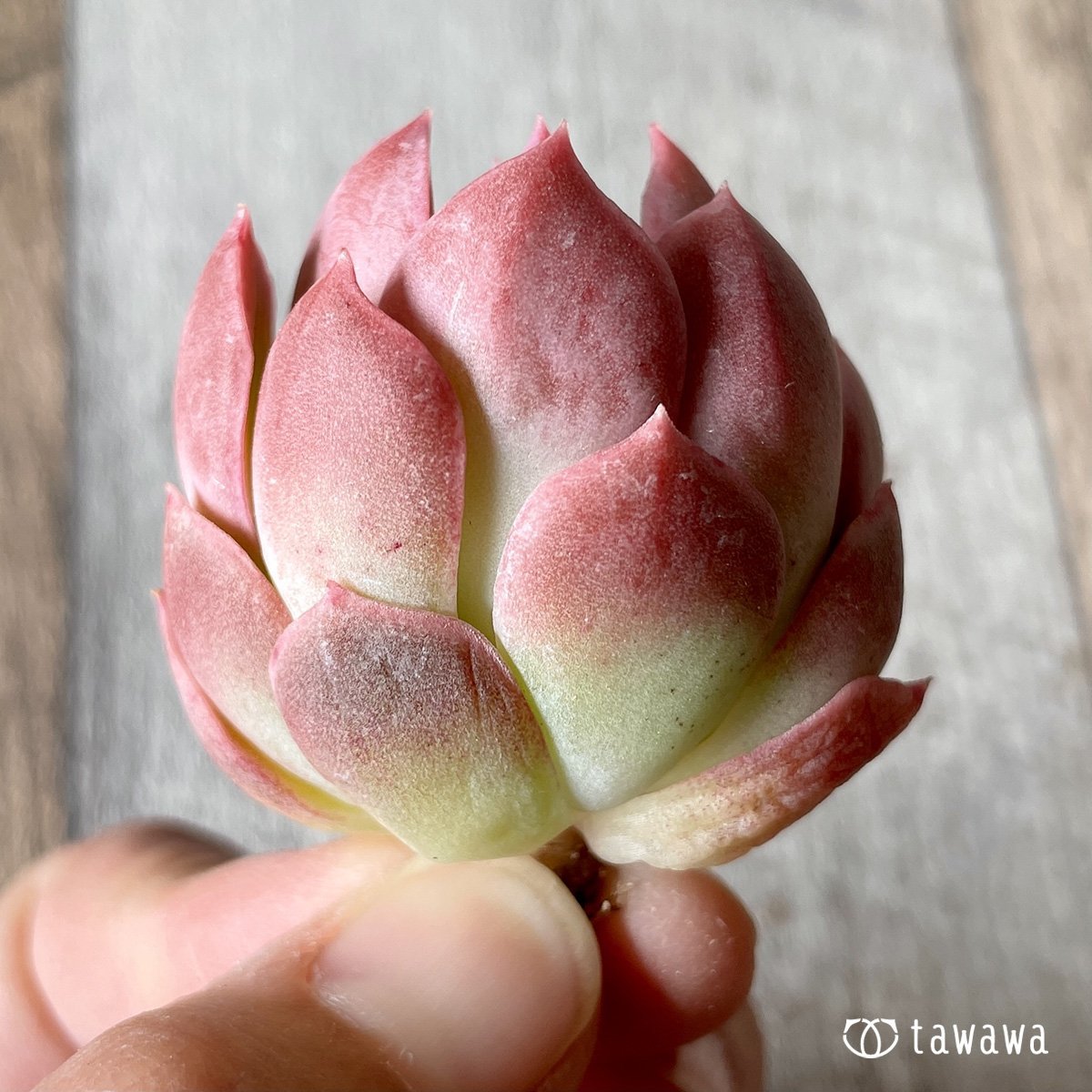 ＊新入荷＊　ピンキーフリル - 多肉植物の通販・販売サイト tawawa