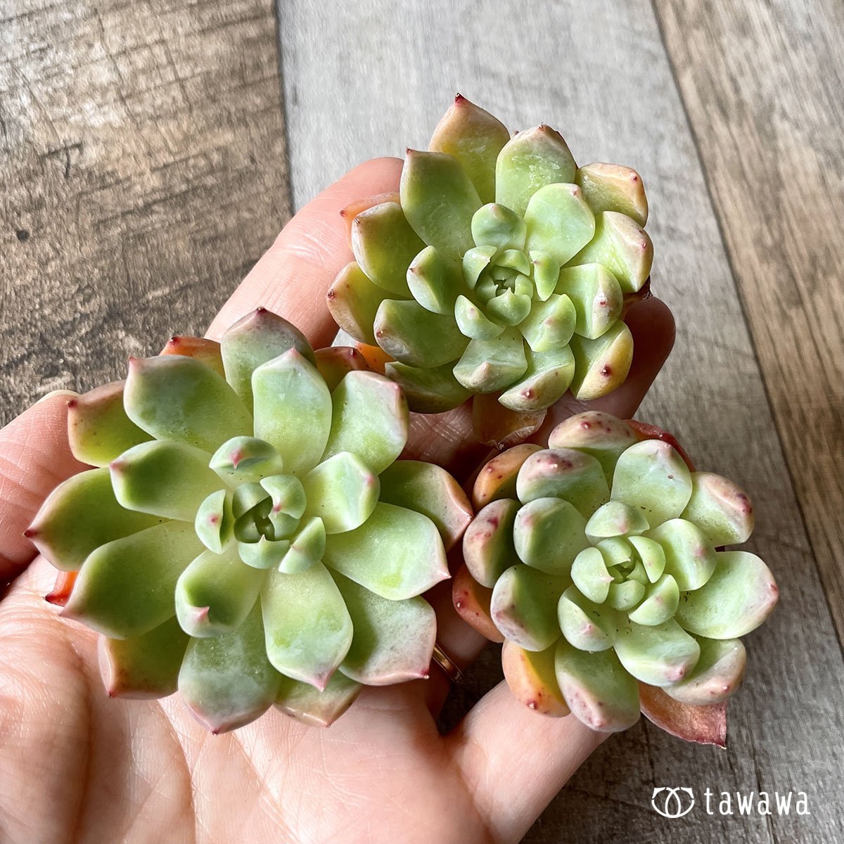 ＊新入荷＊　エスティーボ - 多肉植物の通販・販売サイト tawawa