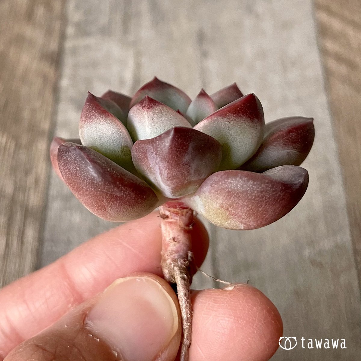 ＊新入荷＊　チュビリップス - 多肉植物の通販・販売サイト tawawa