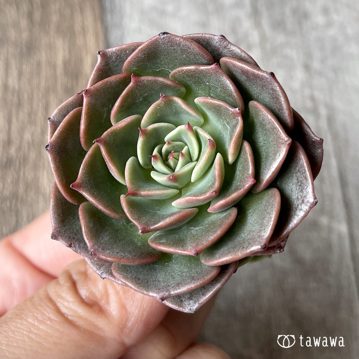 ＊新入荷＊　ビバチリ - 多肉植物の通販・販売サイト tawawa