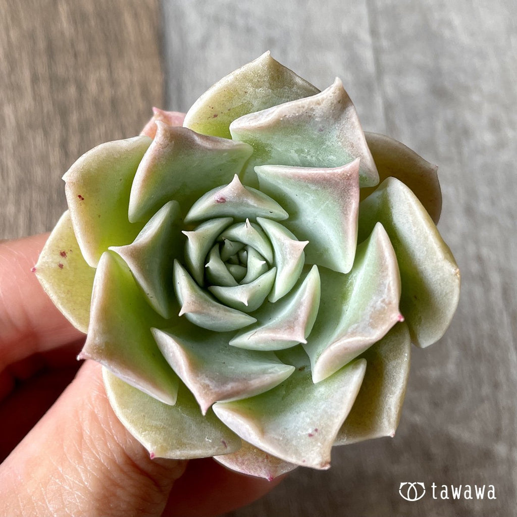 ＊新入荷＊　ラウリナ - 多肉植物の通販・販売サイト tawawa