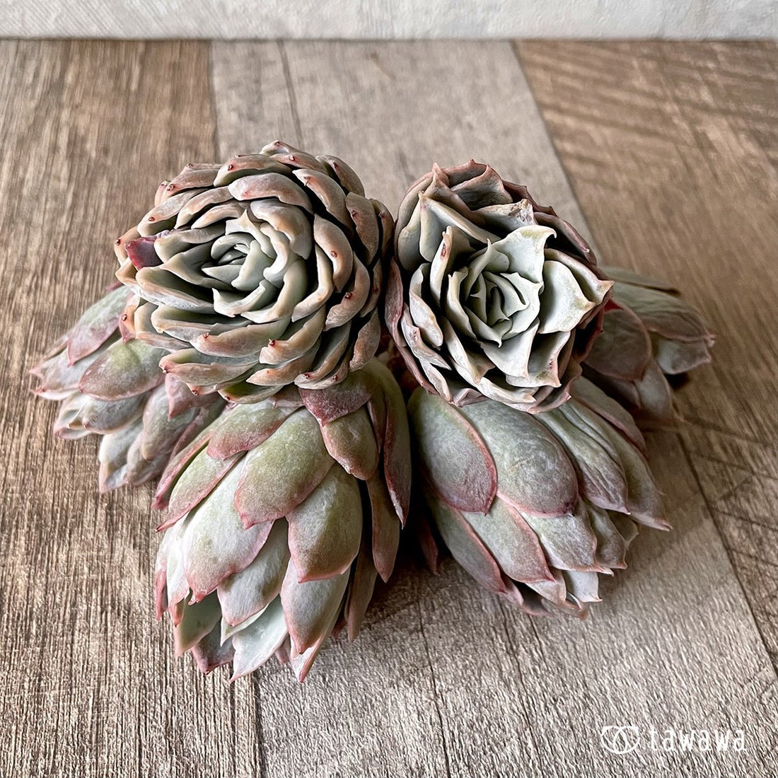*新入荷* ローズクイーン - 多肉植物の通販・販売サイト tawawa