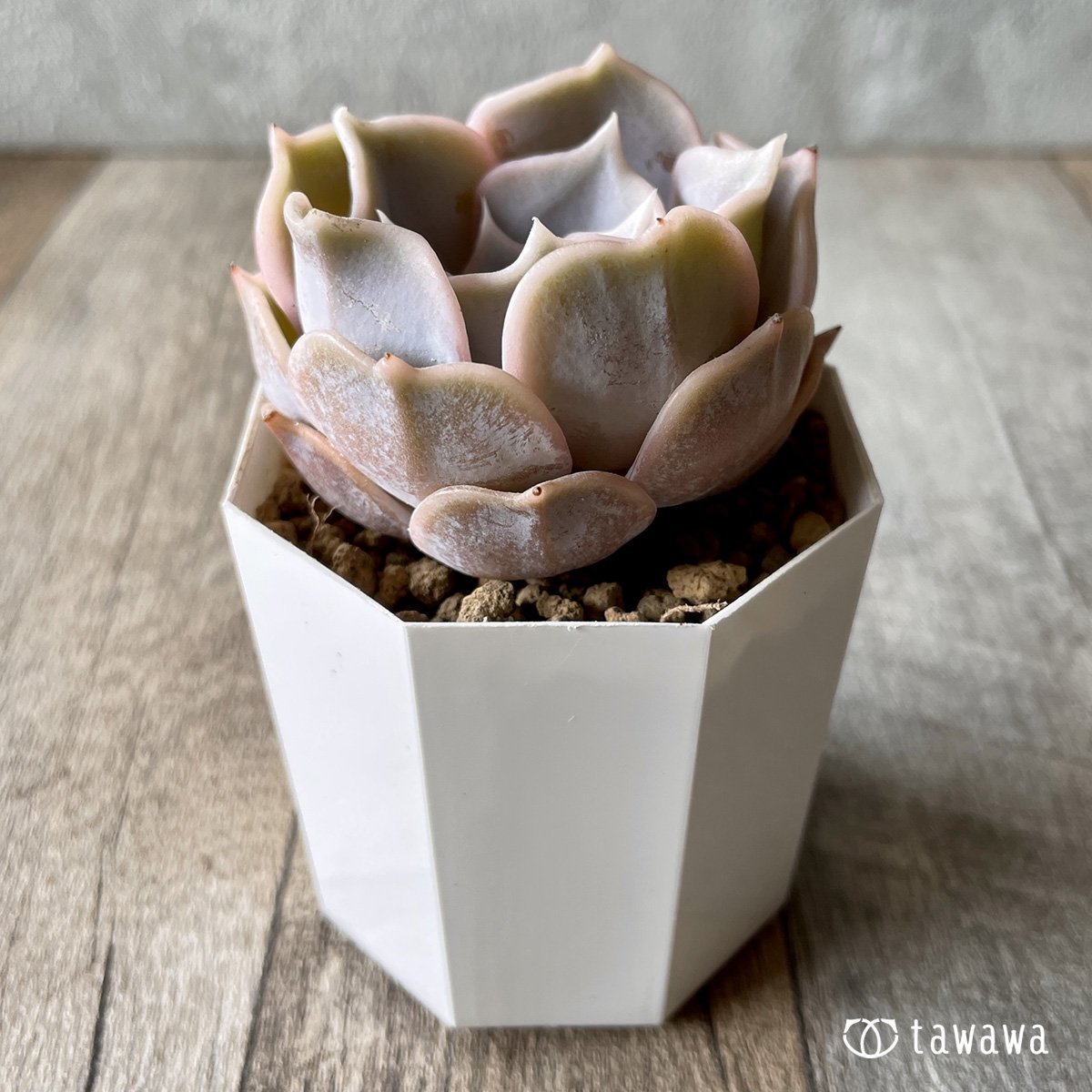 ＊新入荷＊　リラシナ　 - 多肉植物の通販・販売サイト tawawa
