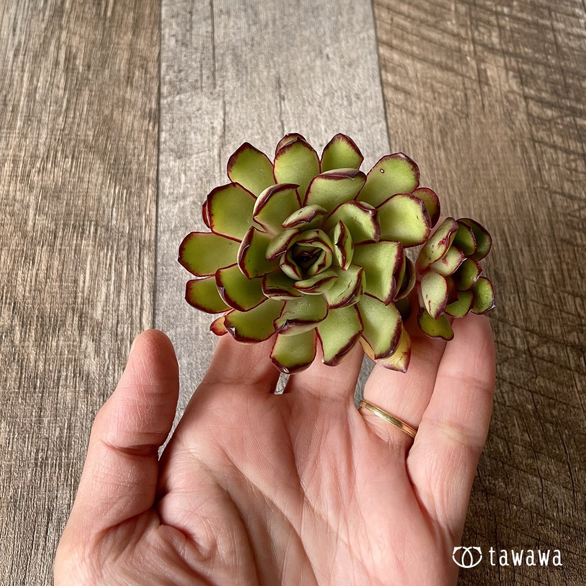 ＊新入荷＊　メキシコポルデンシス - 多肉植物の通販・販売サイト tawawa