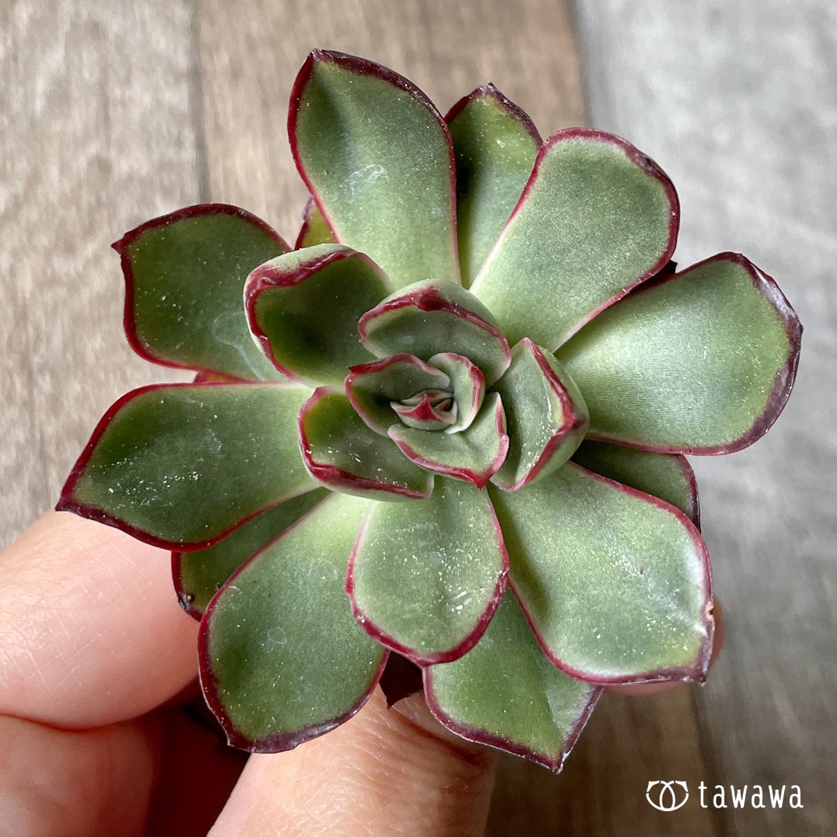 ＊新入荷＊　ロンギニ - 多肉植物の通販・販売サイト tawawa