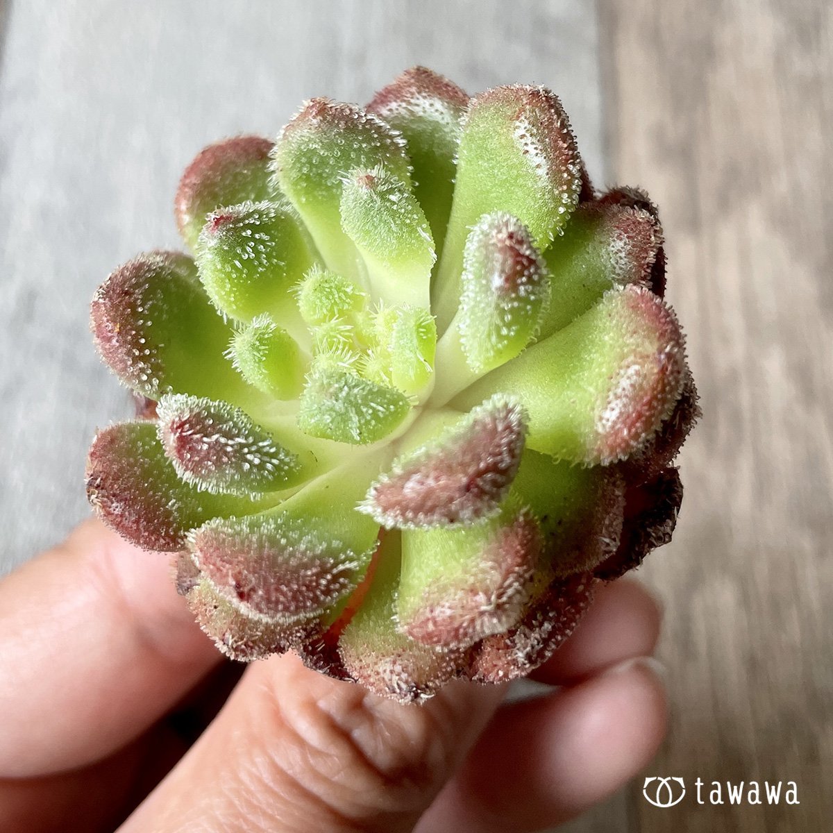 ＊新入荷＊　キャロル - 多肉植物の通販・販売サイト tawawa