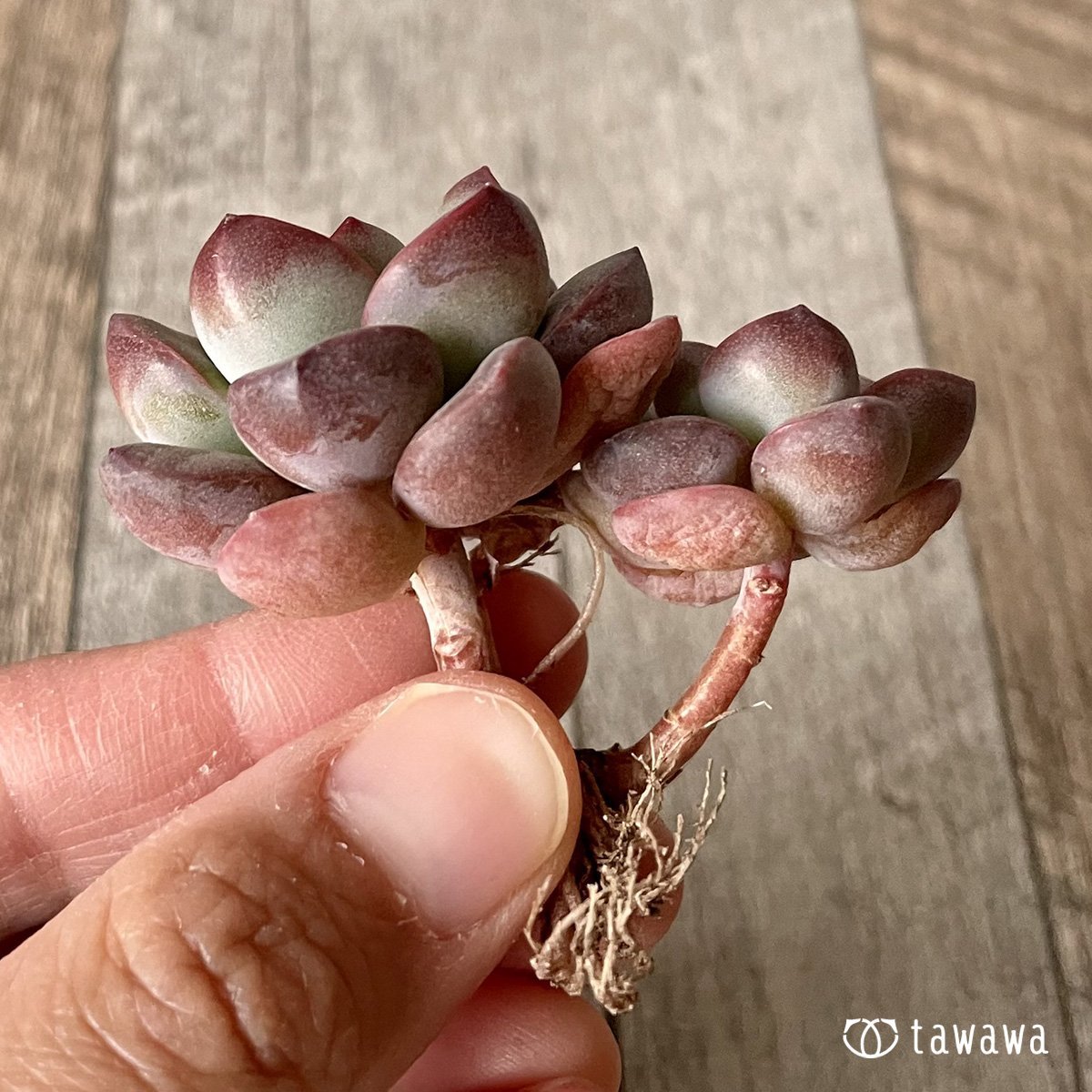 ＊新入荷＊　チュビリップス - 多肉植物の通販・販売サイト tawawa