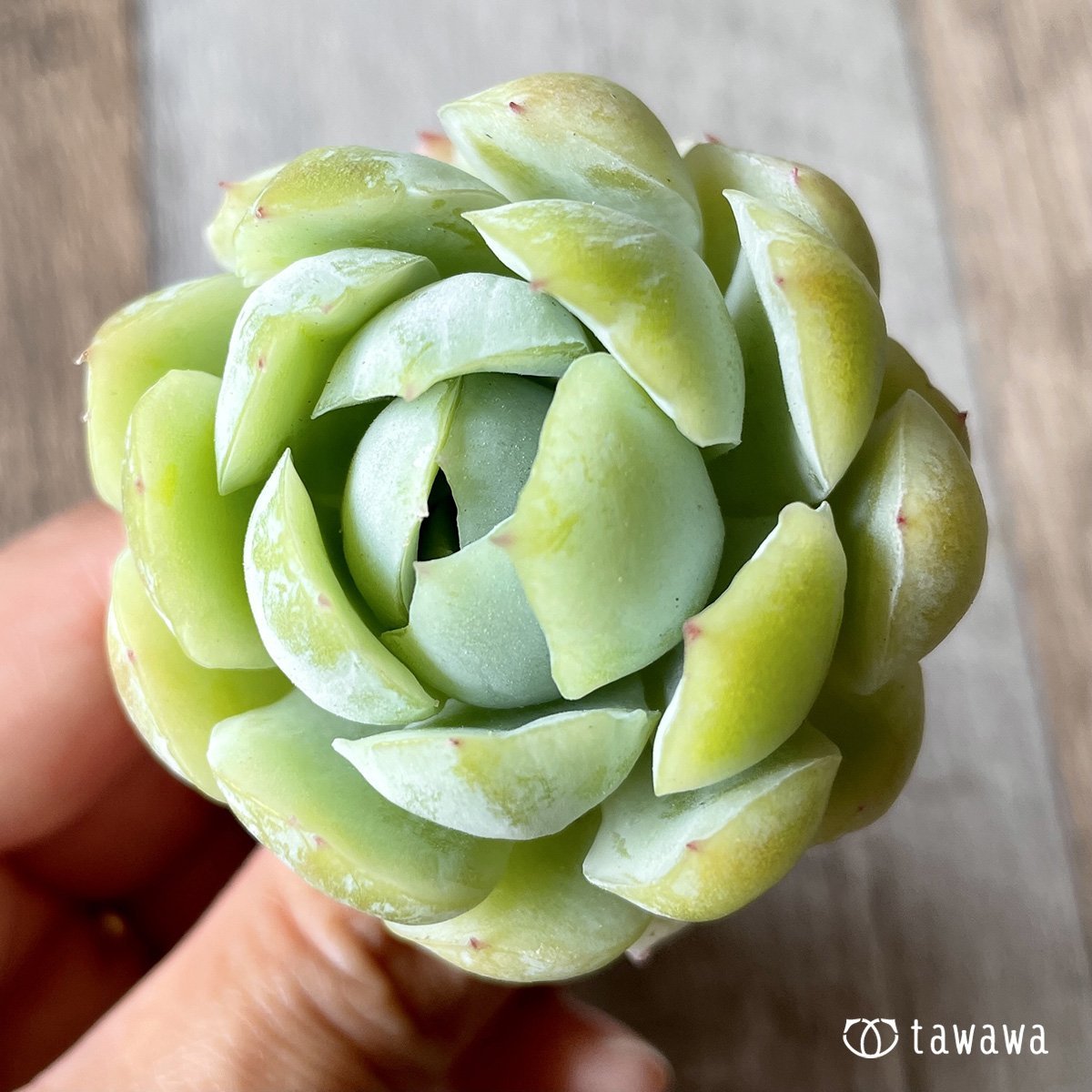 ＊新入荷＊　クリームベリー - 多肉植物の通販・販売サイト tawawa