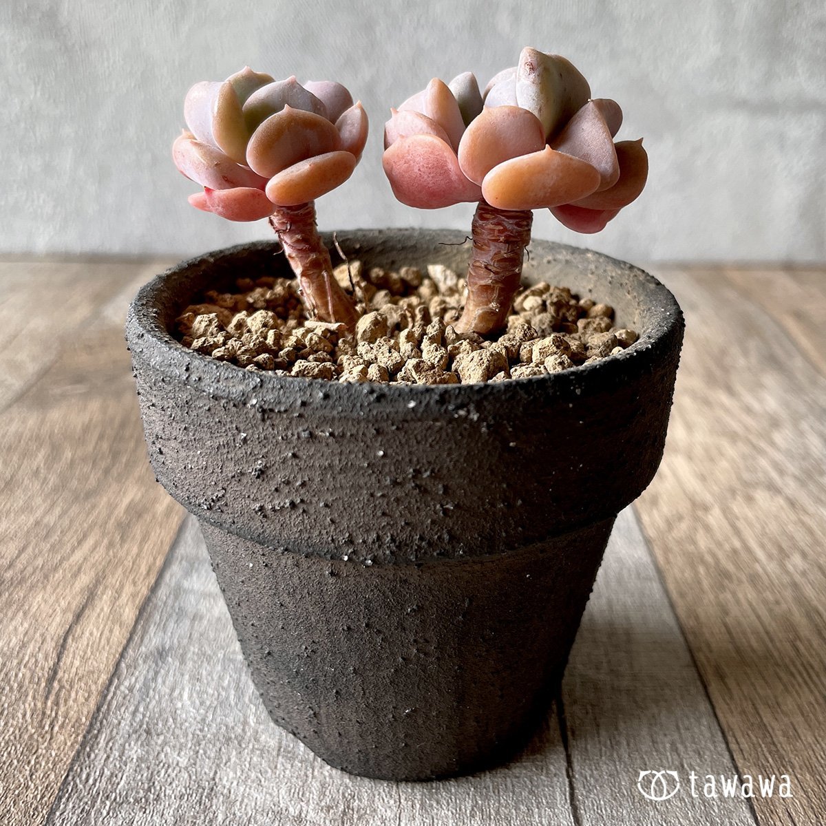 ＊新入荷＊　キュービックフロスト - 多肉植物の通販・販売サイト tawawa