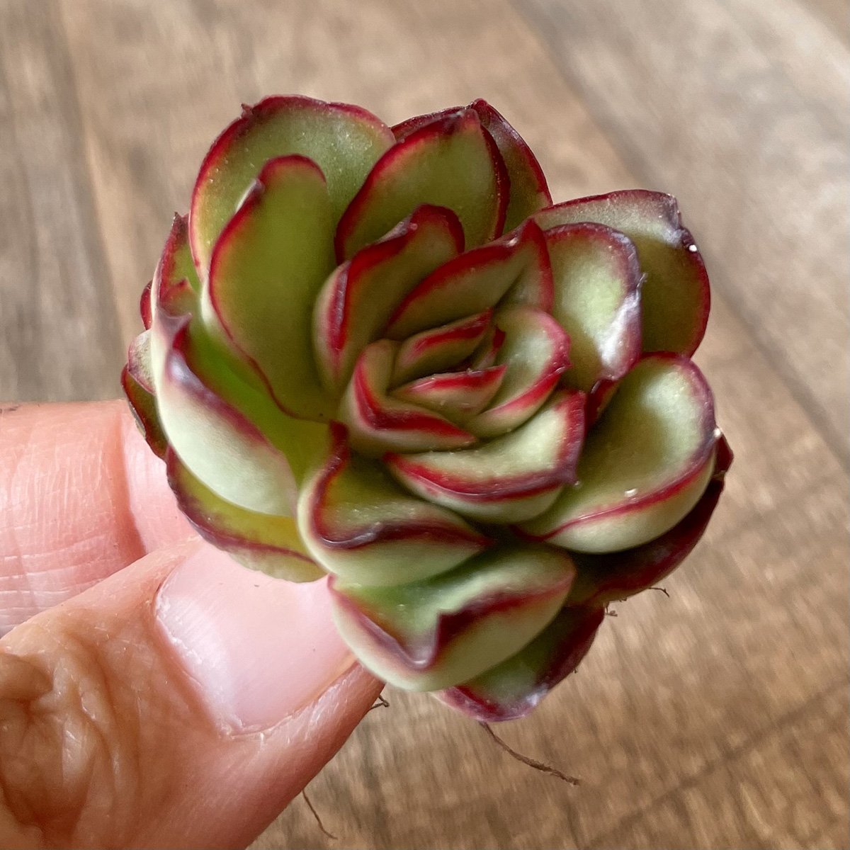 ＊新入荷＊　プリドニス　pulidonis - 多肉植物の通販・販売サイト tawawa