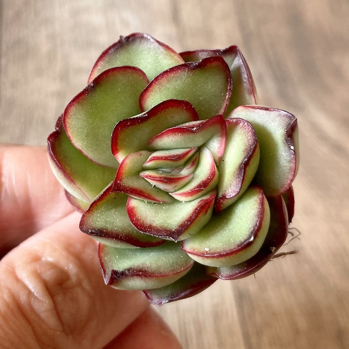 ＊新入荷＊　プリドニス　pulidonis - 多肉植物の通販・販売サイト tawawa