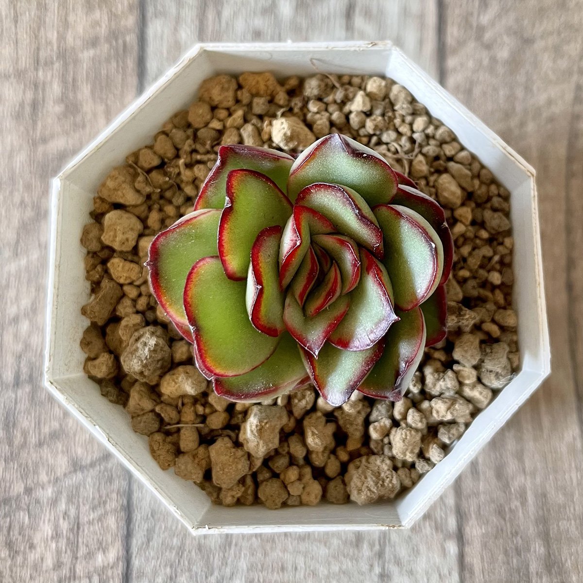 ＊新入荷＊　プリドニス　pulidonis - 多肉植物の通販・販売サイト tawawa
