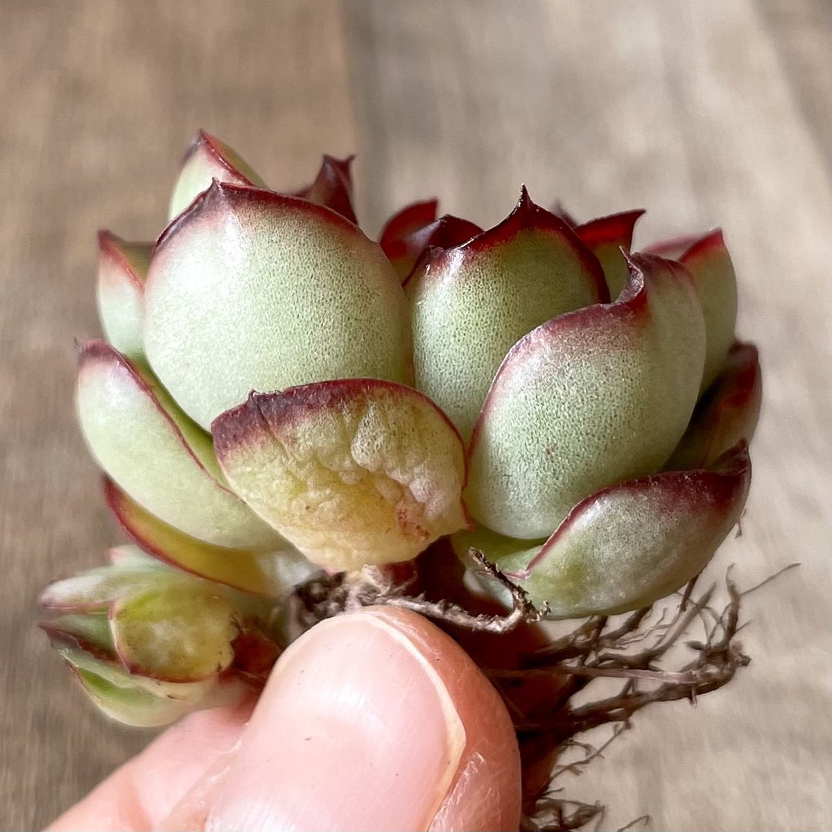 ＊新入荷＊　プリドニス　pulidonis - 多肉植物の通販・販売サイト tawawa