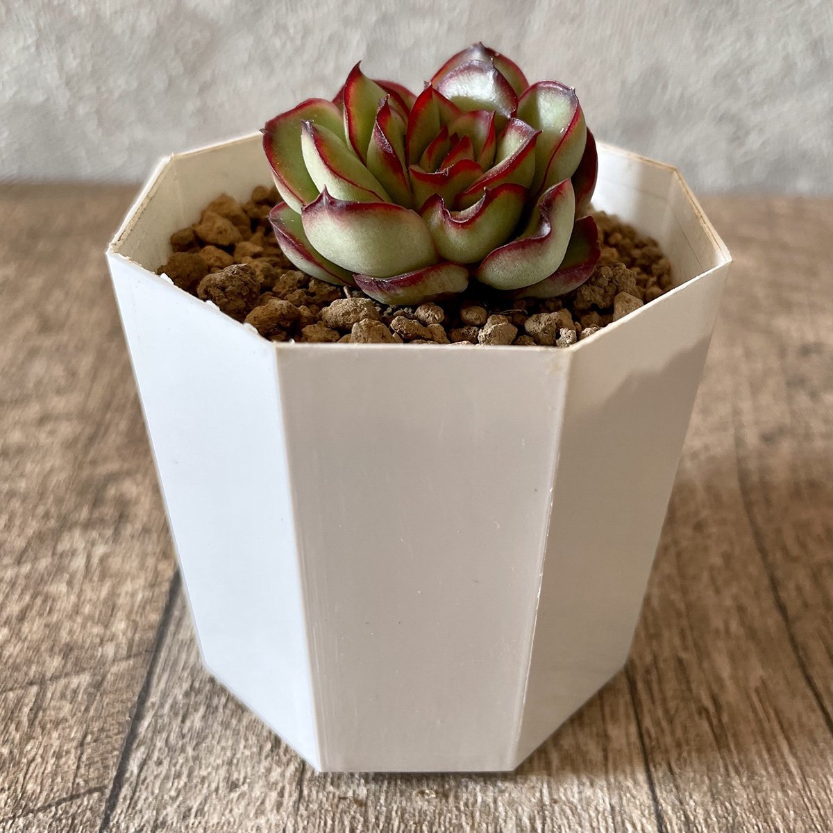 ＊新入荷＊　プリドニス　pulidonis - 多肉植物の通販・販売サイト tawawa