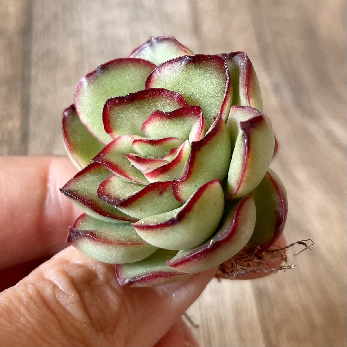 ＊新入荷＊　プリドニス　pulidonis - 多肉植物の通販・販売サイト tawawa