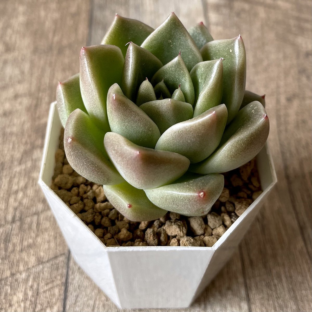 ＊新入荷＊　石英 Quartz - 多肉植物の通販・販売サイト tawawa