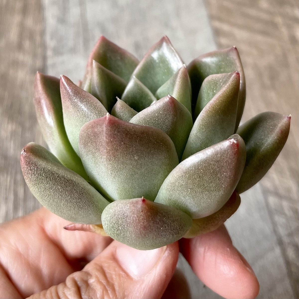 ＊新入荷＊　石英 Quartz - 多肉植物の通販・販売サイト tawawa