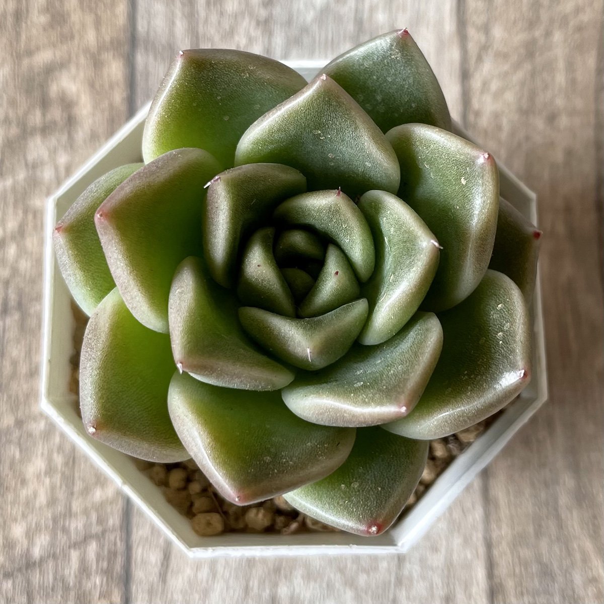 ＊新入荷＊　石英 Quartz - 多肉植物の通販・販売サイト tawawa
