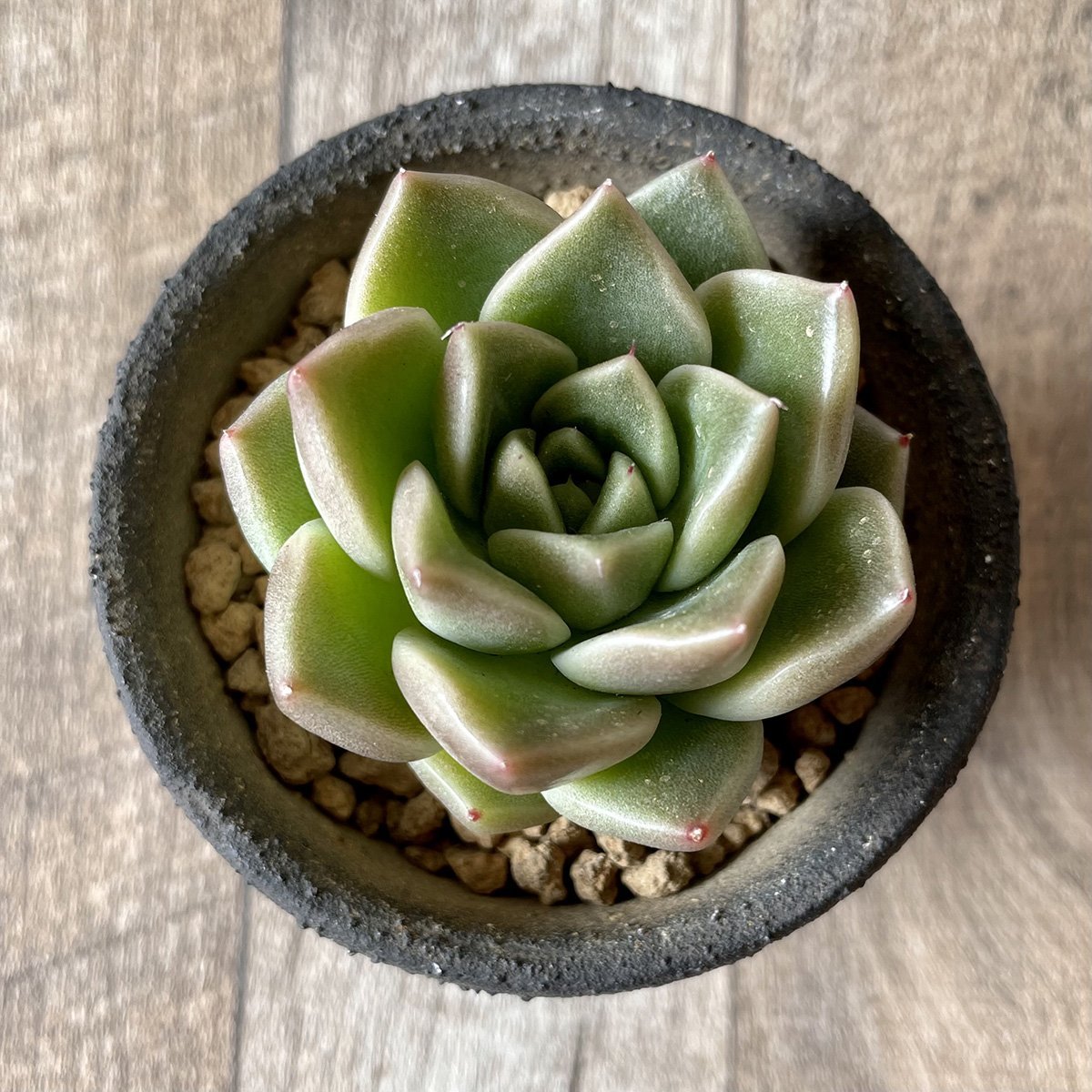 ＊新入荷＊　石英 Quartz - 多肉植物の通販・販売サイト tawawa