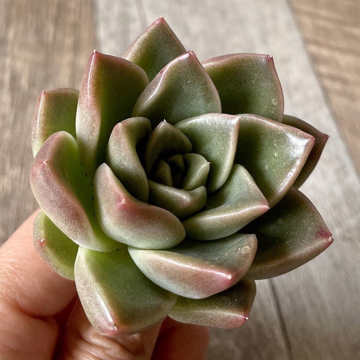 ＊新入荷＊　石英 Quartz - 多肉植物の通販・販売サイト tawawa
