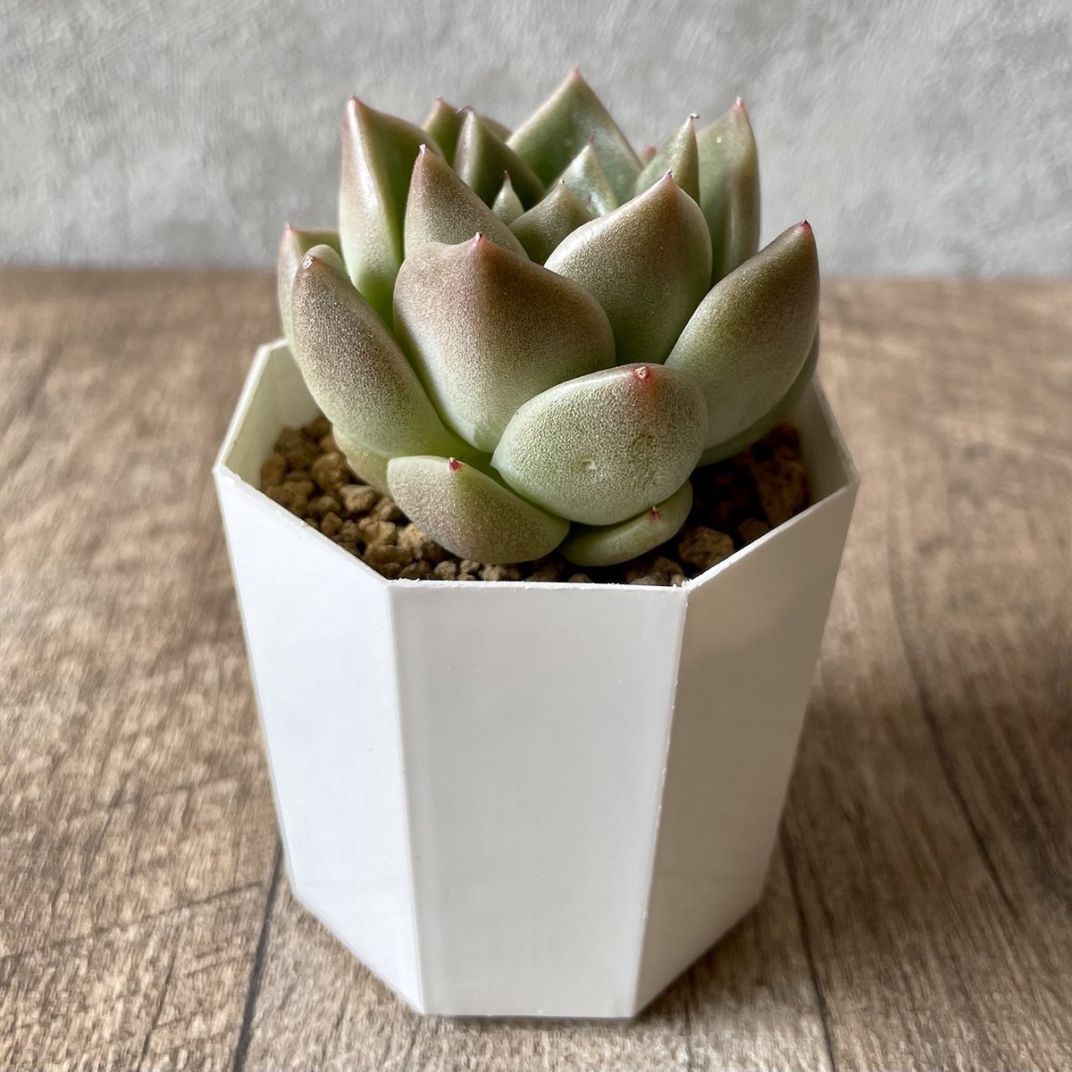 ＊新入荷＊　石英 Quartz - 多肉植物の通販・販売サイト tawawa