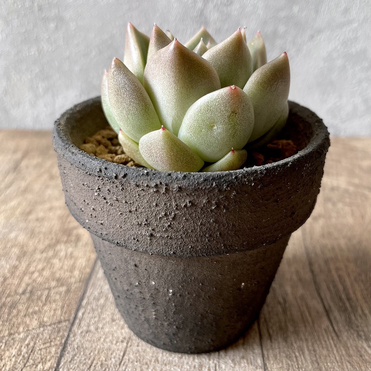 ＊新入荷＊　石英 Quartz - 多肉植物の通販・販売サイト tawawa
