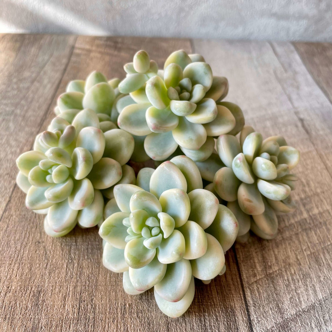 ラウル錦 Raul Variegated - 多肉植物の通販 tawawa