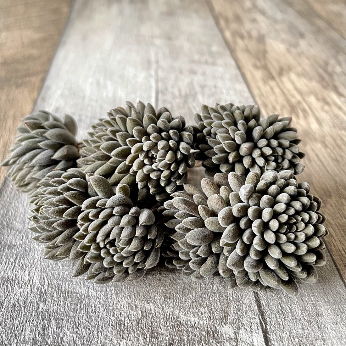 スマロ Samaro - 多肉植物の通販 tawawa