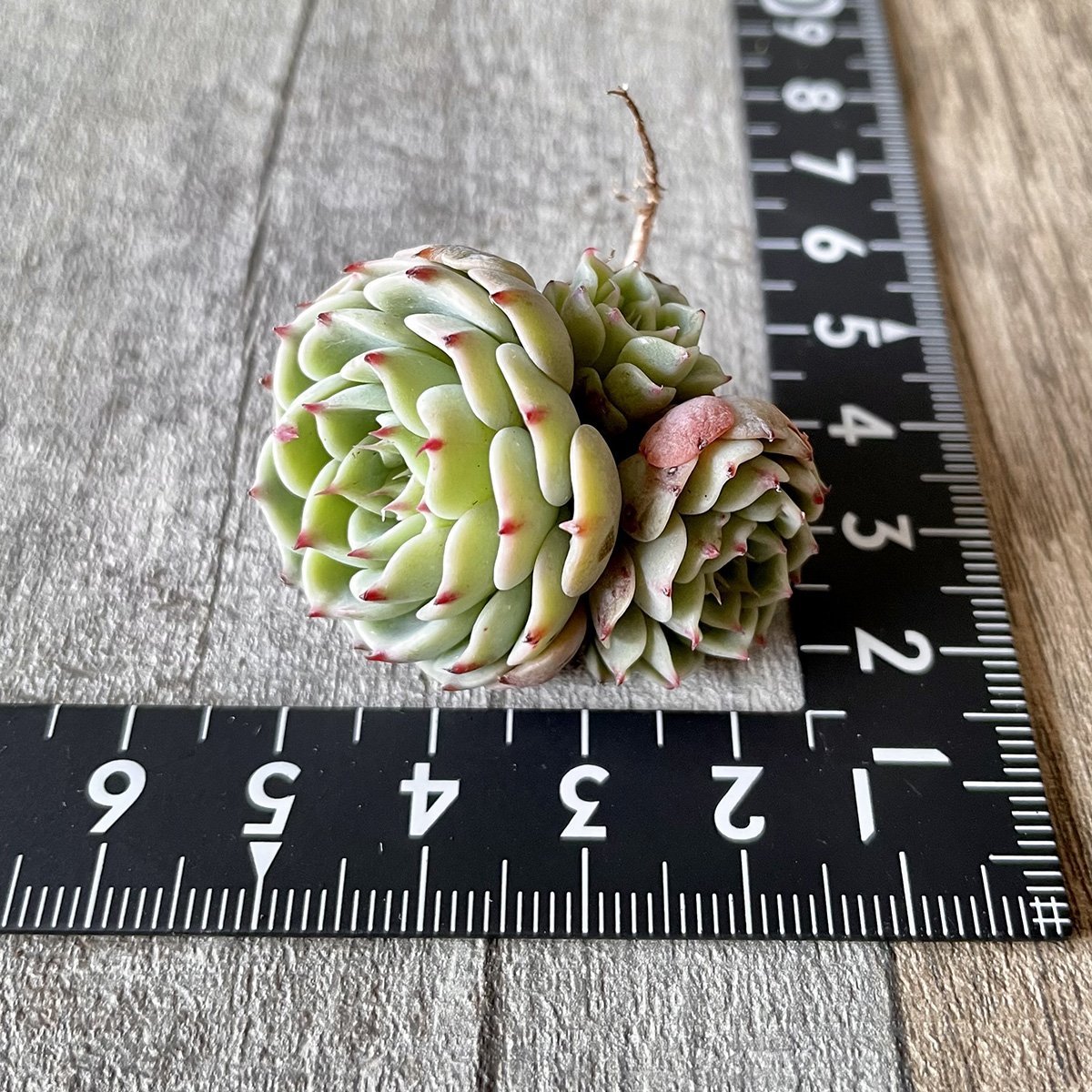 セクンダ レグレンシス　secunda Reglensis - 多肉植物の通販 tawawa
