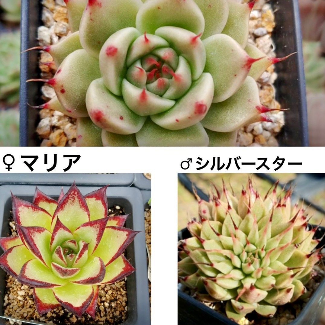 シルバーツリー　Silver Tree - 多肉植物の通販 tawawa