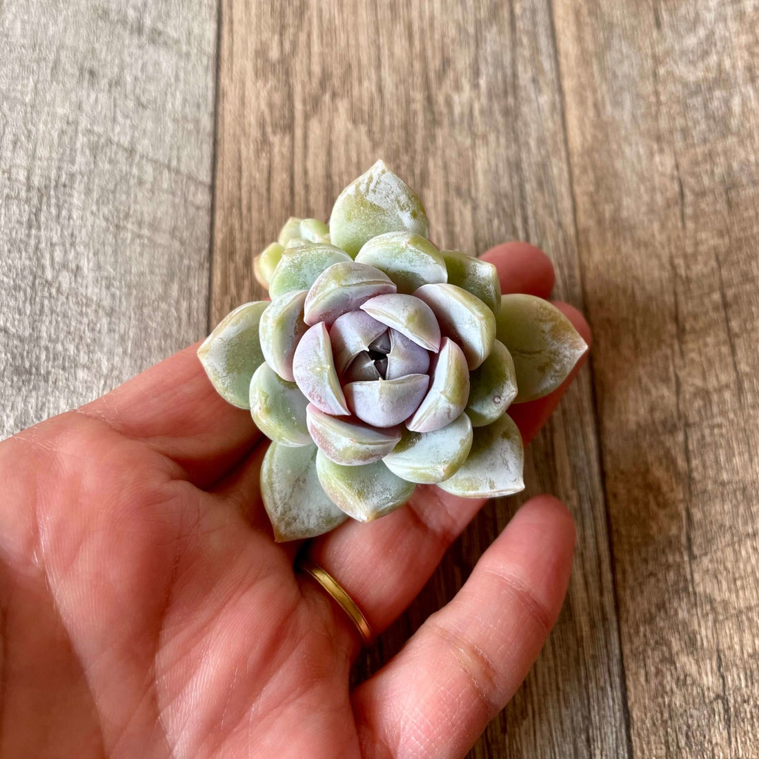 スノーバニー Snow Bunny - 多肉植物の通販 tawawa