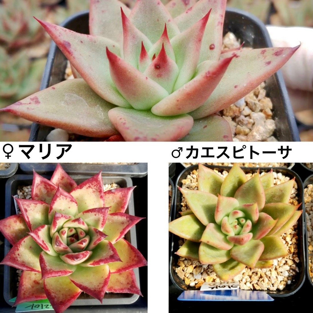 サンセットノート　Sunset Notes - 多肉植物の通販 tawawa