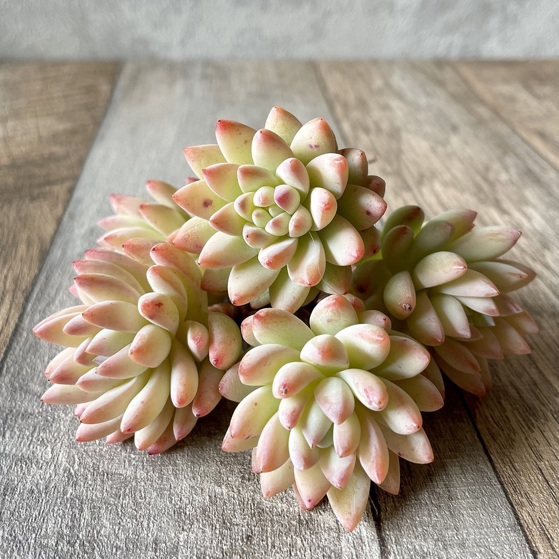 スーパーブロー Super Brow - 多肉植物の通販 tawawa