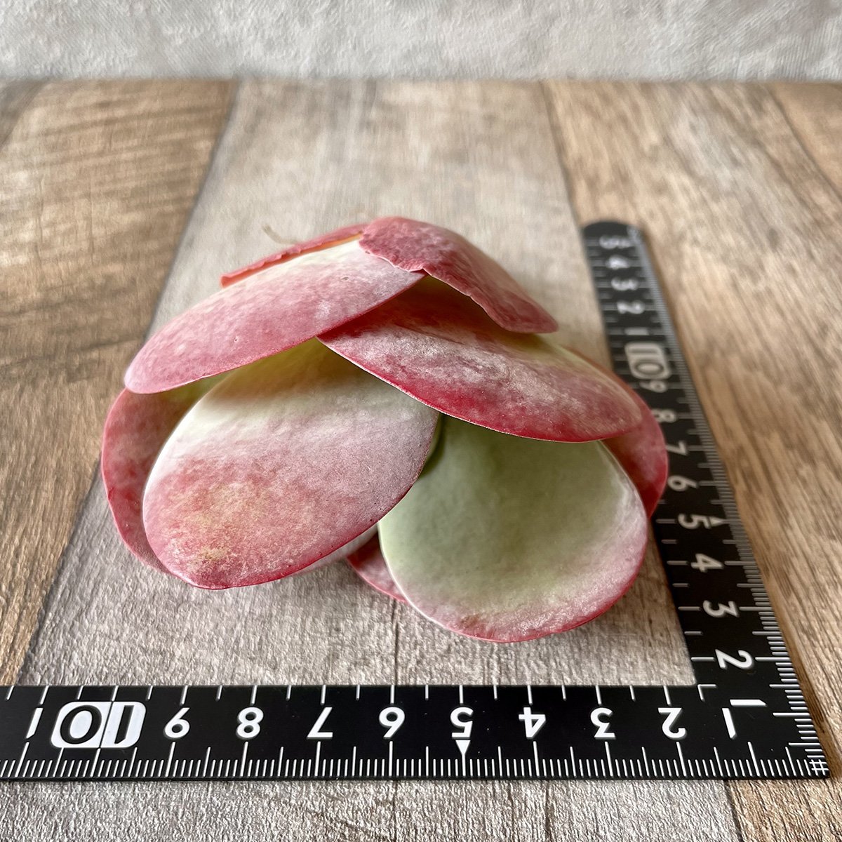 ＊新入荷＊ 　デザートローズ thysifolia - 多肉植物の通販 tawawa