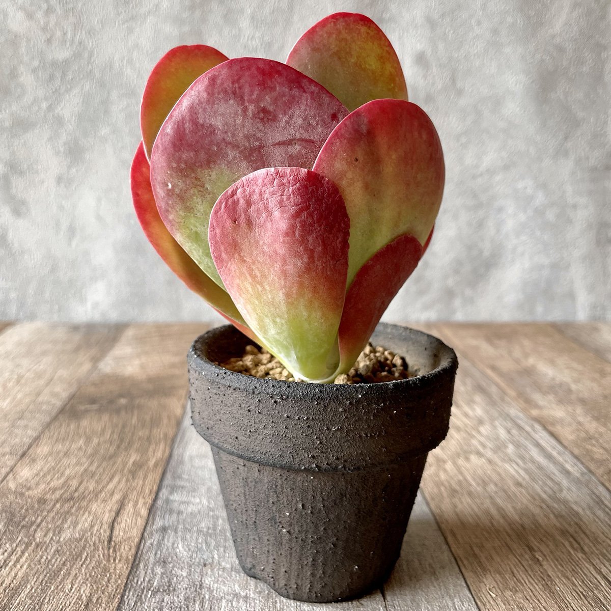 ＊新入荷＊ 　デザートローズ thysifolia - 多肉植物の通販 tawawa