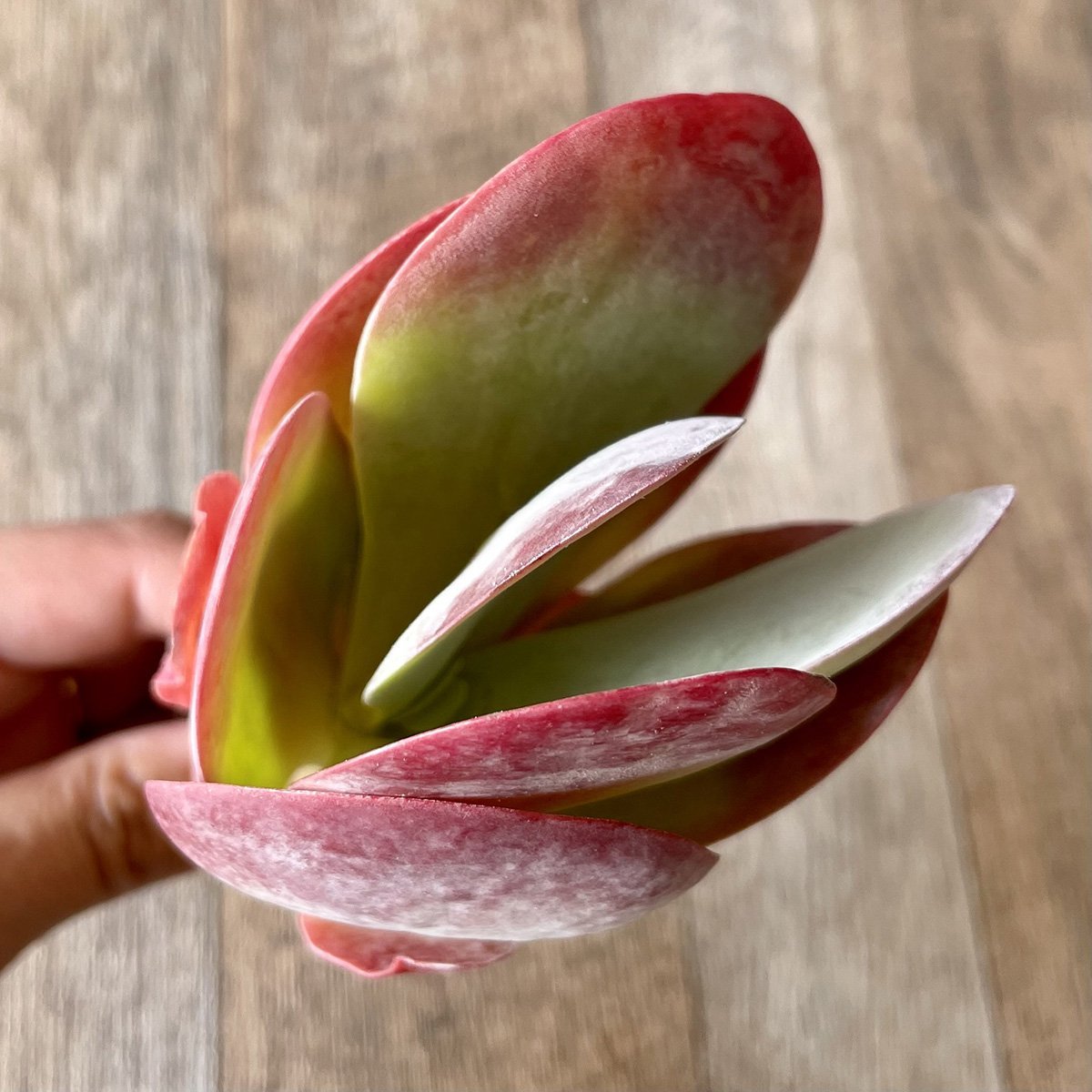 ＊新入荷＊ 　デザートローズ thysifolia - 多肉植物の通販 tawawa