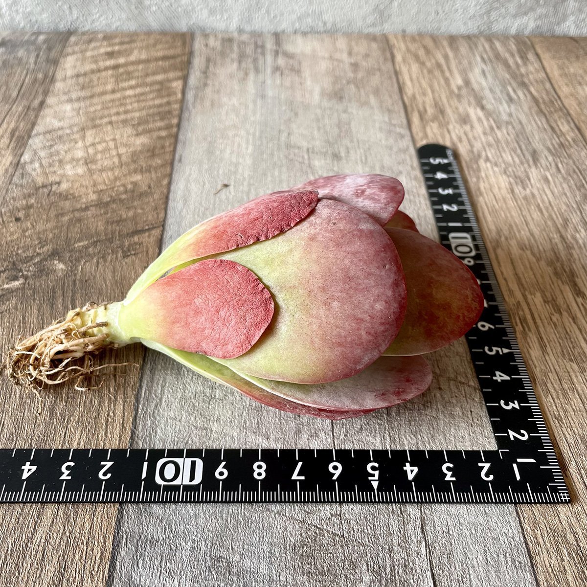 ＊新入荷＊ 　デザートローズ thysifolia - 多肉植物の通販 tawawa