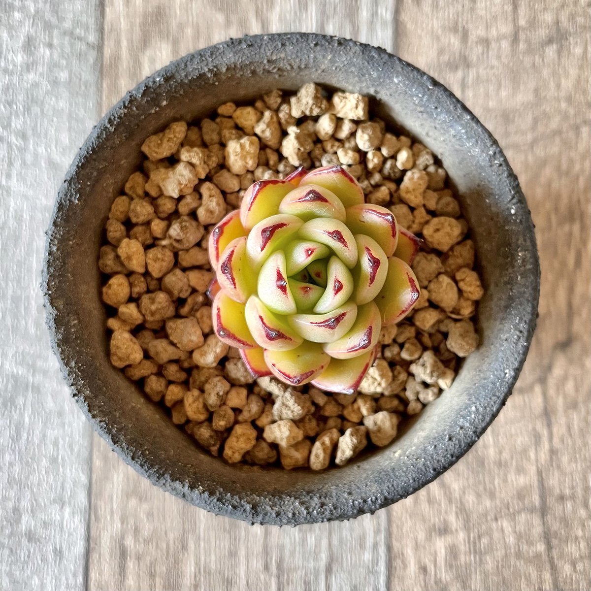 ＊新入荷＊ トビー　Toby - 多肉植物の通販 tawawa