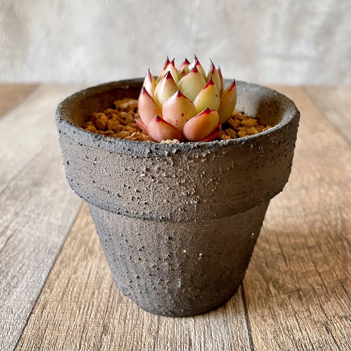 ＊新入荷＊ トビー　Toby - 多肉植物の通販 tawawa