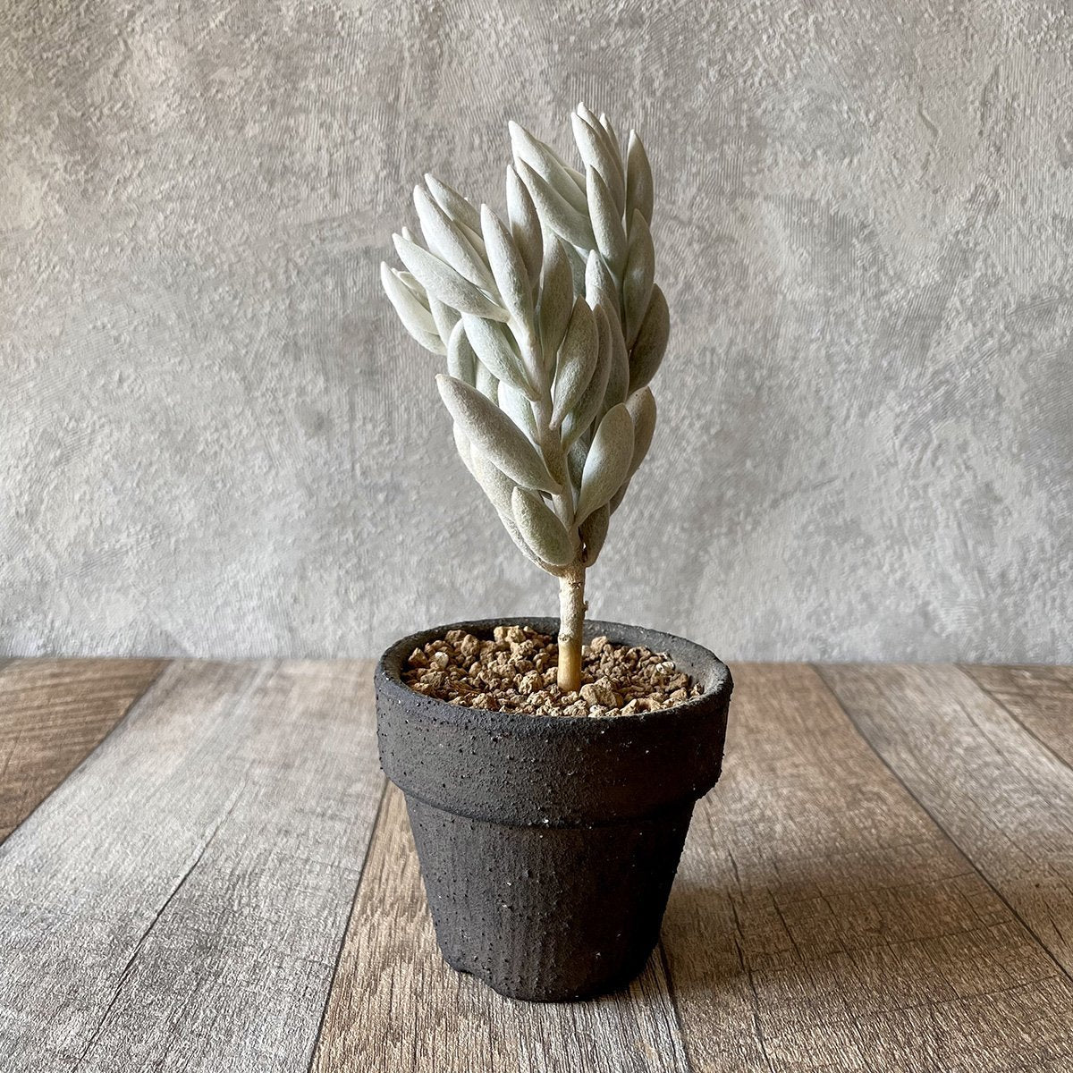 woolly senecio succulent silver moon – 多肉植物の通販・販売サイト tawawa